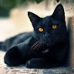 Meet your Posher, Mia